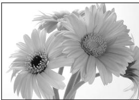 OLYMPUS E-300 - MACRO - 1