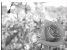 OLYMPUS E-30 - Aperture priority shooting - 1