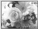 OLYMPUS D-705 - Index view and close-up view - 2