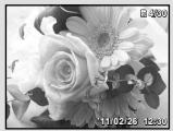 OLYMPUS D-710 - Index view and close-up view - 2
