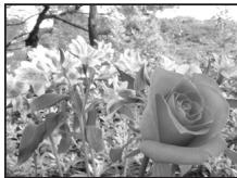 OLYMPUS E-600 - Aperture priority shooting - 2