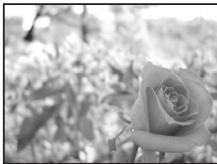 OLYMPUS E-600 - Aperture priority shooting - 1