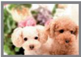 CASIO EXILIM EX-Z330 - Image Size Selection Tips - 1