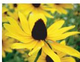 CASIO EXILIM EX-Z65 - Use [] and [] to scroll between images. - 1