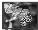 SAMSUNG HT-DS630T - Rotate/Flip Function - 2