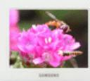 SAMSUNG SPF-83H - Updating - 1