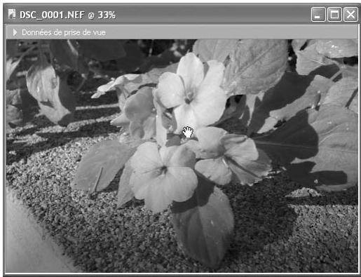 NIKON CAPTURE - Déplacer l'image - 2