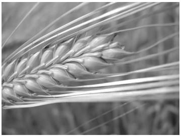 NIKON CAPTURE - Rotation des images - 3
