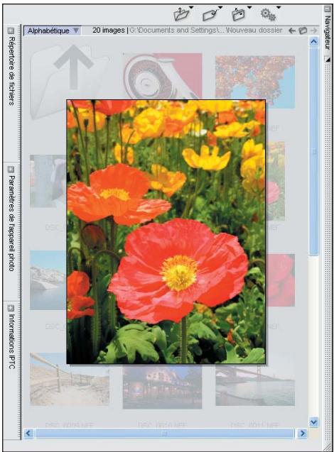 NIKON CAPTURE NX - Le Navigateur - 1