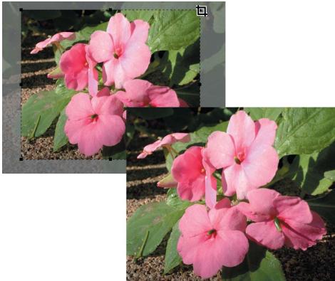 NIKON CAPTURE NX - Recadrage - 2