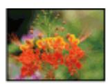 EPSON XP 615 - Pour mac OS x - 1