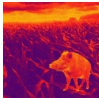 LIEMKE LUCHS–1 - FASCINATION THERMAL IMAGING - 1