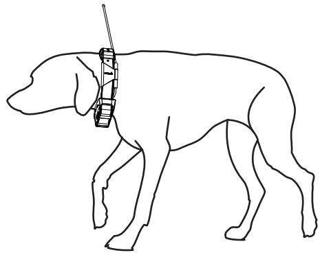 GARMIN ASTRO 320 - Ajustement du collier au chien - 1