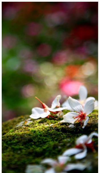HTC DESIRE 728 E - Changer la mise au point en mode Bokeh - 1