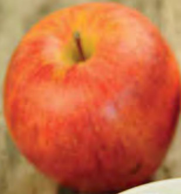 MAGIMIX 18080F - 18081F JUICE EXPERT 3 - COMPOTE DE POMME - 7