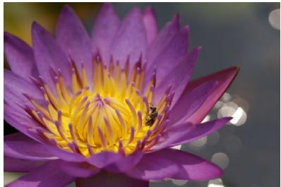 CANON EOS 800D - Shooting Tips - 3