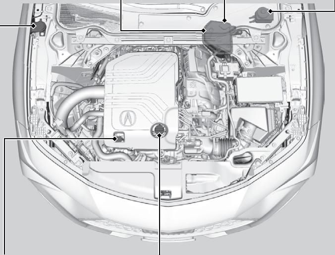 Acura TLX (2022) - Capot - 1