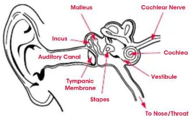 BEATS Heartbeats by Lady Gaga - Physiology of the Ear - 1