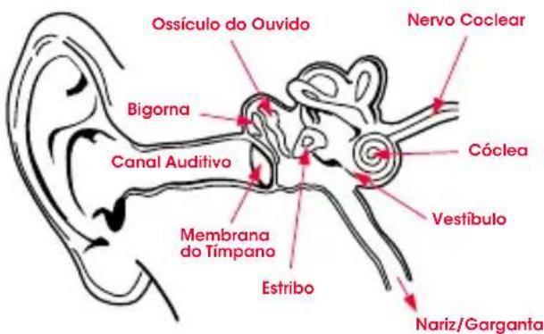 BEATS Heartbeats by Lady Gaga - Fisiologia do Ouvido - 1