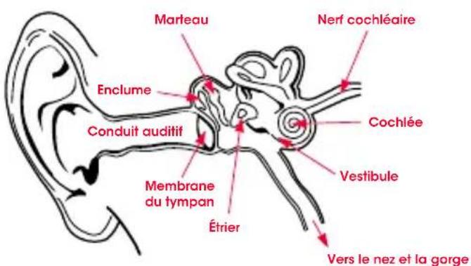BEATS Heartbeats by Lady Gaga - Physiologie de l'oreille - 1