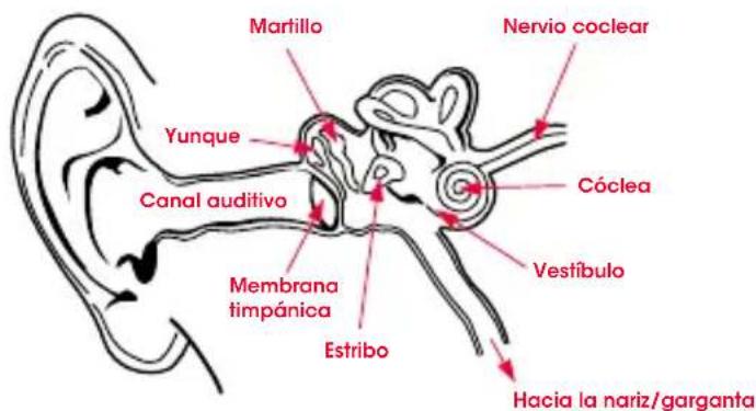 BEATS Heartbeats by Lady Gaga - Fisologia del oido - 1