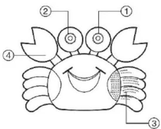 BASICXL BXLSR10 - ROMÁNA - 1