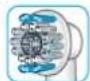 BRAUN OralB Vitality Sensitive - Oral-B ProWhite brush head - 1