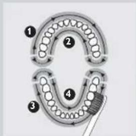 PHILIPS SPA3250 - Brushing instructions - 2