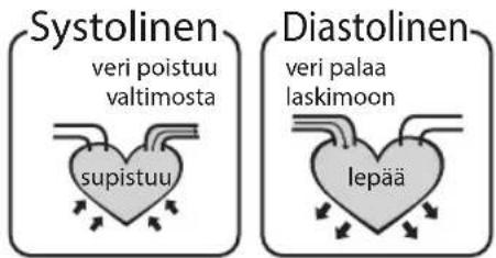 Systolinen veri poistuu valtimosta supistuu Diastolinen veri palaa laskimoon lepää