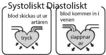 Systoliskt Diastoliskt blod skickas ut ur artären tryck blod kommer in i venen slappnar av