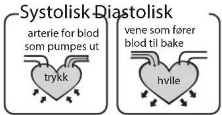 Systolisk Diastolisk arterie for blod som pumps ut trykk vene som fører blod til bake hvile
