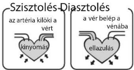 Szisztolés-Diasztolés az artéria kilöki a vért kinyomás a vér belép a vénába ellazulás