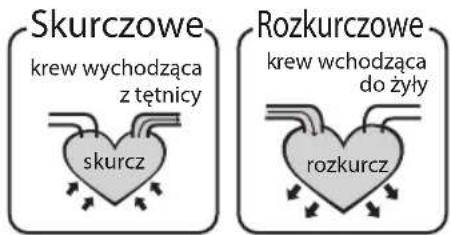 Skurczowe krew wchodząca z tętnicy skurcz Rozkurczowe krew wchodząca do żyły rozkurcz