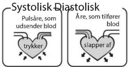 Systolisk Diastolisk Pulsåre, som udsender blod trykker Åre, som tilfører blod slapper af