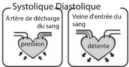 Systolique Diastolique Artère de décharge du sang pression Veine d'entrée du sang détente