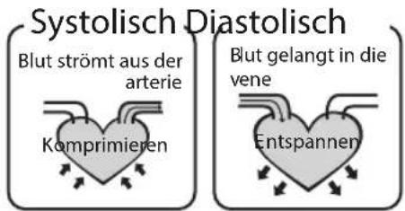 Systolisch Diastolisch Blut strömt aus der arterie Komprimieren Blut gelangt in die vene Entspannen
