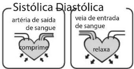 Sistólica Diastólica artéria de saída de sangue comprime veia de entrada de sangue relaxa