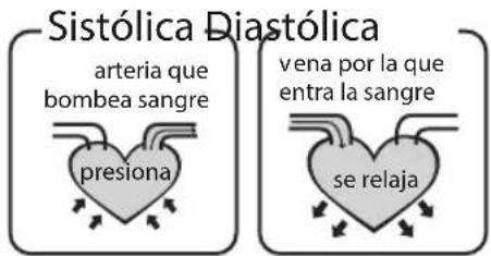 Sistólica Diastólica arteria que bombea sangre presiona vena por la que entra la sangre se relaja
