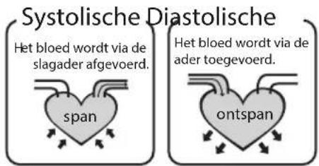 Systolische Diastolische Het bloed wordt via de slagader afgevoerd. span Het bloed wordt via de ader toegevoerd. ontspan