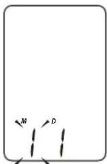 M D