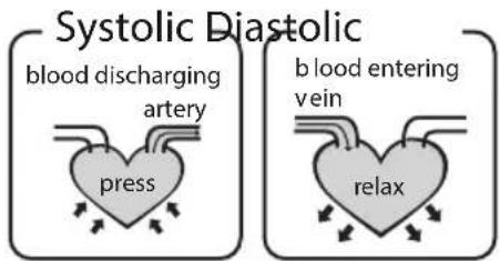 Systolic Diastolic blood discharging artery press b blood entering vein relax