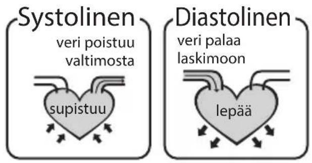 Systolinen veri poistuu valtimosta supistuu Diastolinen veri palaa laskimoon lepää
