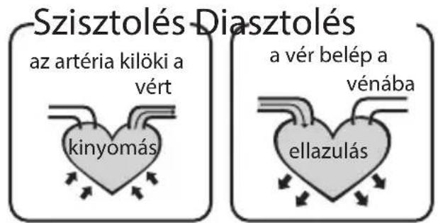 Szisztolés Diasztolés az artéria kilöki a vért kinyomás a vér belép a vénába ellazulás