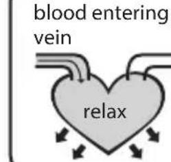 blood entering vein relax