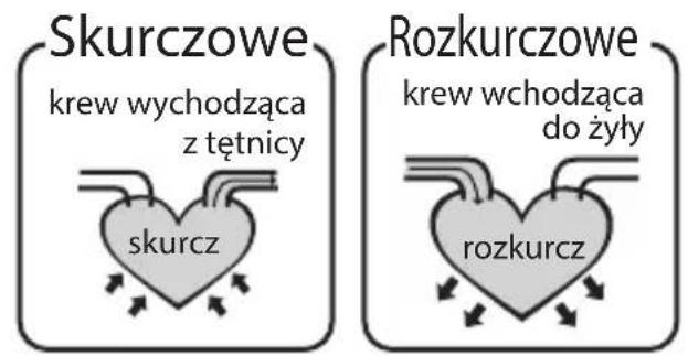 Skurczowe krew wychodząca z tętnicy skurcz Rozkurczowe krew wychodząca do żyły rozkurcz