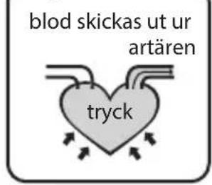blod skickas ut ur artären tryck