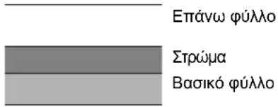 Επάνω φύλλο Στρώμα Βασικό φύλλο