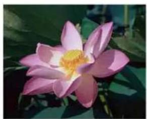 XEROX DocuMate 4760 VRS Pro - Exemples de contraste d'une image en couleur - 1