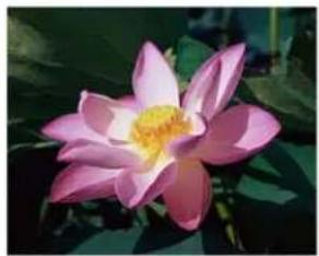 XEROX DocuMate 4760 VRS Pro - Inverser l'image - 3