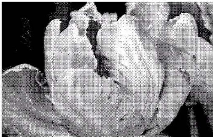 XEROX DocuMate 4760 VRS Pro - Numérisation avec un tramage de Bayer - Agrandissement - 1